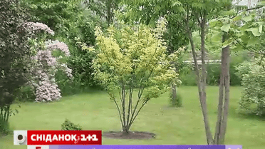 Как вырастить бузину