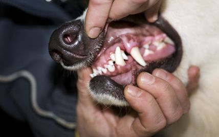 Бойцовские собаки насмерть загрызли случайную прохожую на Днепропетровщине