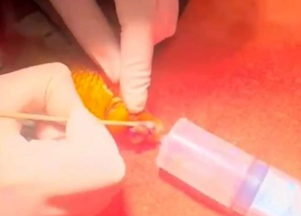 Золотій рибці видалили смертельну пухлину / Фото: MyVet