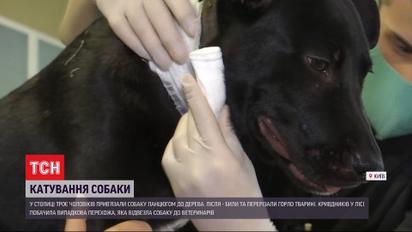 У столичному лісі жінка врятувала собаку від катувань, які влаштували троє чоловіків