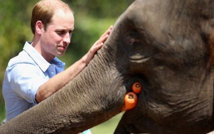 Принц Уильям накормил слона морковью