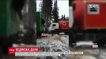 Врятували чи зарізали: юзерів наполохало відео порятунку ведмедя на півночі РФ