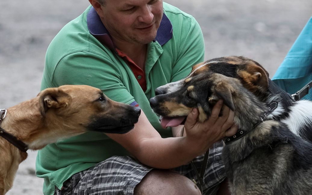 У собак кардинально меняется настроение после того, как их выпускают на улицу погулять с людьми / © Reuters