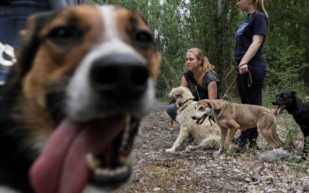 У собак кардинально меняется настроение после того, как их выпускают на улицу погулять с людьми / © Reuters