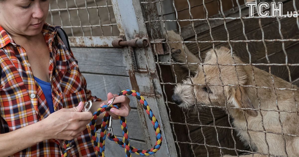 У собак кардинально змінюється настрій після того, як їх випускають надвір погуляти з людьми