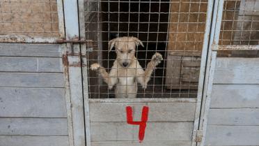 У собак кардинально меняется настроение после того, как их выпускают на улицу погулять с людьми / © Reuters