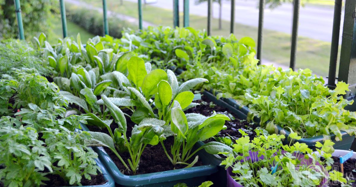 6 багаторічних культур, які ідеально підходять для горщиків 