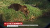 Из передвижного цирка Чернигова в центр реабилитации перевезли двух медведей
