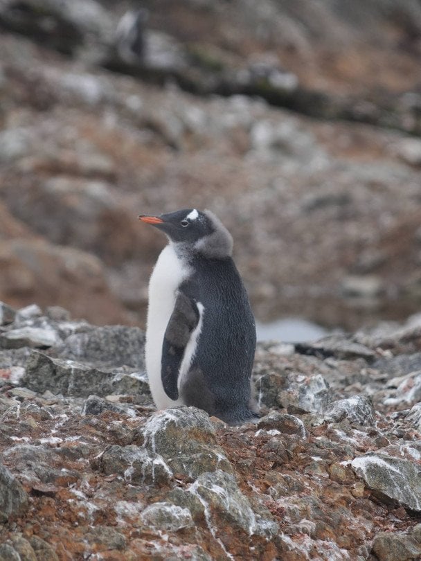 Пінгвіни / © Національний антарктичний науковий центр