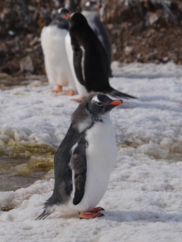 Пінгвіни / © Національний антарктичний науковий центр