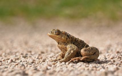 Вченим вперше вдалося відростити жабі ампутовану лапу
