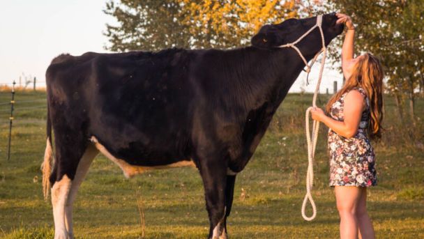 Найвищий бик у світі / © Guinness World Records