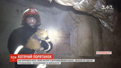 В Кропивницком спасли кота, который 12 суток провел в бетонной ловушке