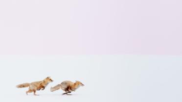 1-е місце, номінація &laquo;Природа&raquo;: &laquo;Куди б ти не пішов, я буду слідувати 
за тобою&raquo;, Хоккайдо, Японія / © national geographic