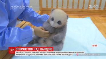 Китайская пищевая компания официально усыновила маленькую панду