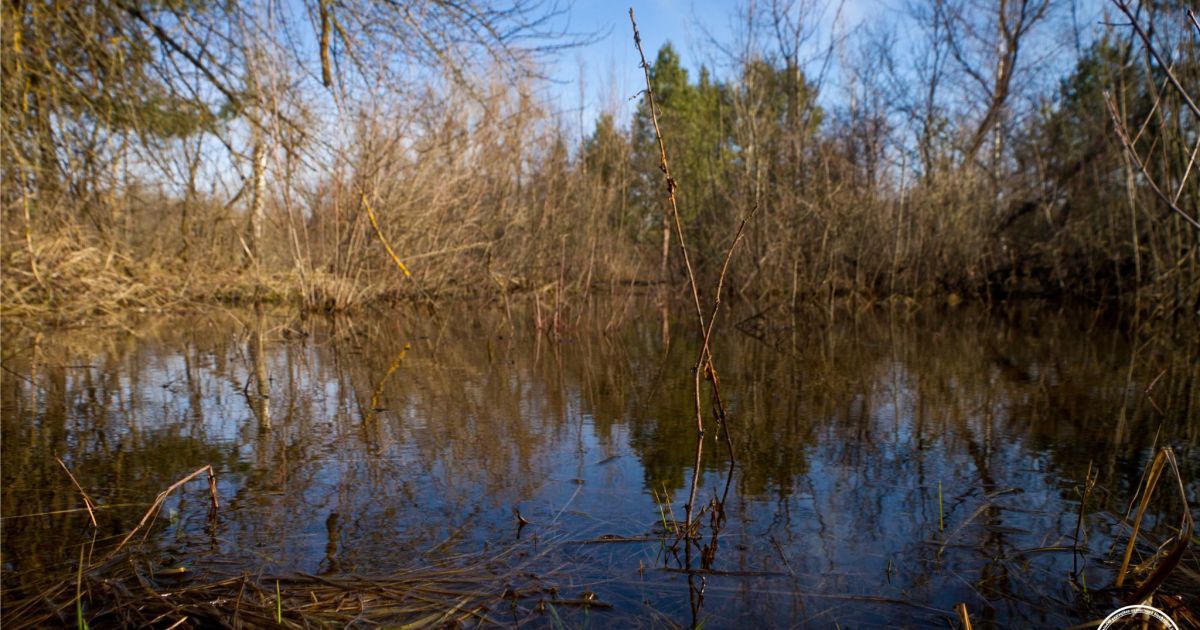 На річці Уж затоплення заплави почалось кілька тижнів тому