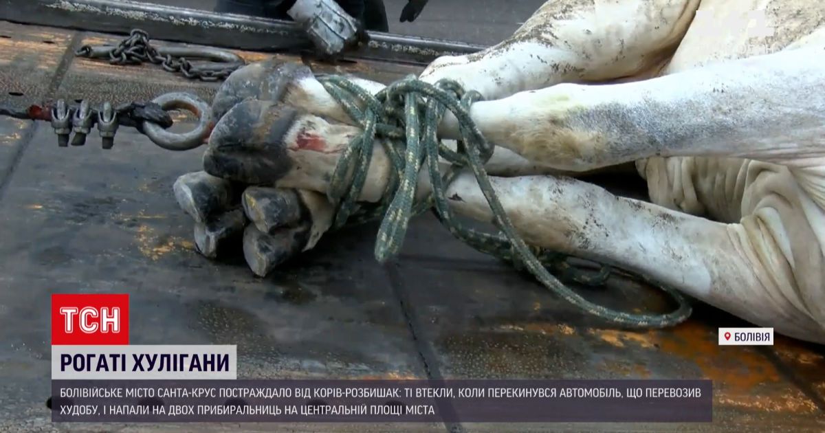 Новости мира: в Боливии 17 коров выпали во время транспортировки и конфликтовали с горожанами