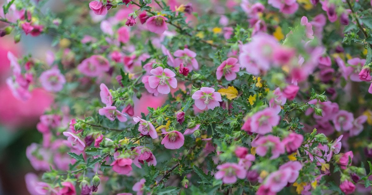 Анісодонтея (капська мальва)