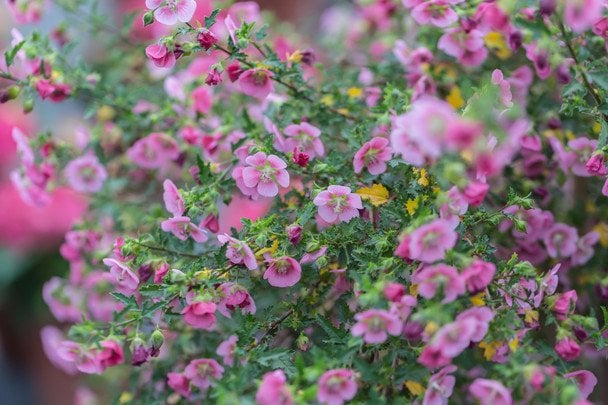 Анісодонтея (мальва капська) / © Credits