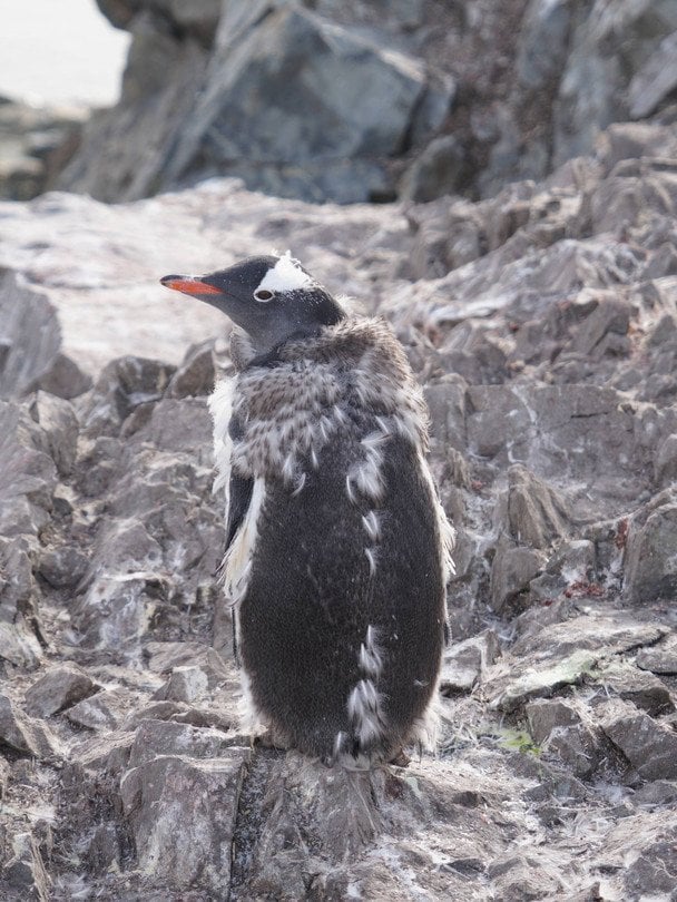 Пінгвіни / © Національний антарктичний науковий центр