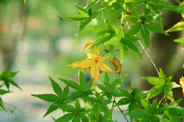 Народні прикмети 30 липня / © pexels.com