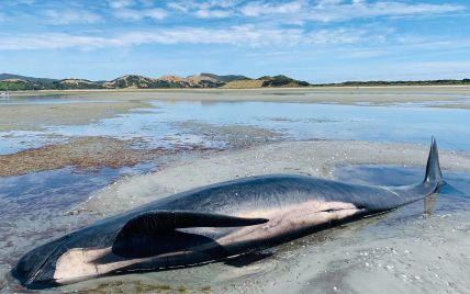 В Новой Зеландии на берег выбросились около 50 черных дельфинов