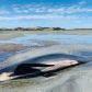 В Новій Зеландії на берег викинулися близько 50 чорних дельфінів