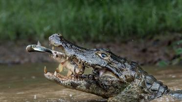 2-е місце, номінація &laquo;Природа&raquo;: &laquo;Подвійний захоплення&raquo;, Пантанал, Бразилія / © national geographic