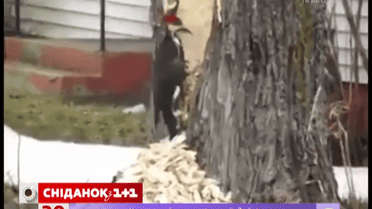 Нервовий дятел видовбав півдерева