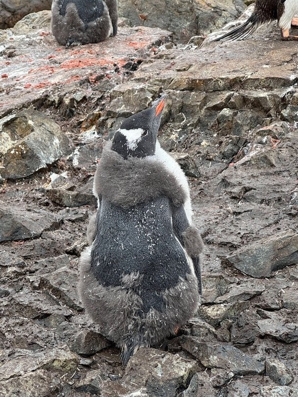 Пінгвіни / © Національний антарктичний науковий центр