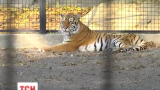 В Одесском зоопарке для уссурийских тигров построили новое помещение