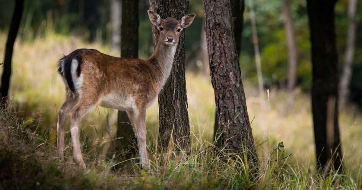 В Одеській області браконьєр застрелив лань із заповідного острова заради м’яса: як його покарали