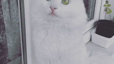 Очі кота зачаровують / © instagram.com/kedialos
