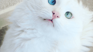 Очі кота зачаровують / © instagram.com/kedialos