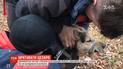 Дворового пса по кличке "Цезарь" спасали из ловушки в Харькове