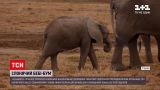 Новости мира: в кенийском заповеднике можно взять под опеку новорожденных слонят