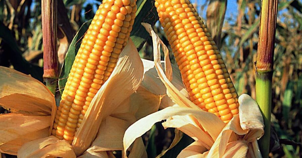 Україні пророкують лідерство у виробництві ГМ продукції.