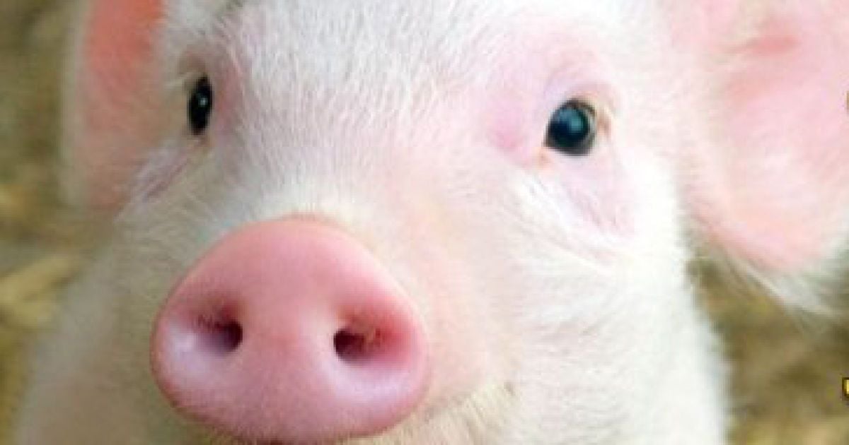 У цей день в Данії, свиня-рекордсменка народила 34 поросяти.