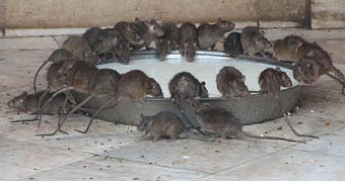 Мешканцям Каліфорнії роздадуть тисячі щурів