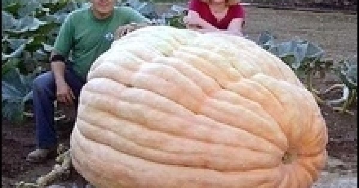 Американець виростив гарбуз вагою більше 820 кілограмів