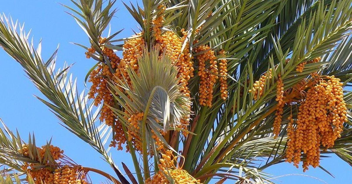 Фінікова пальма. Ілюстративне фото