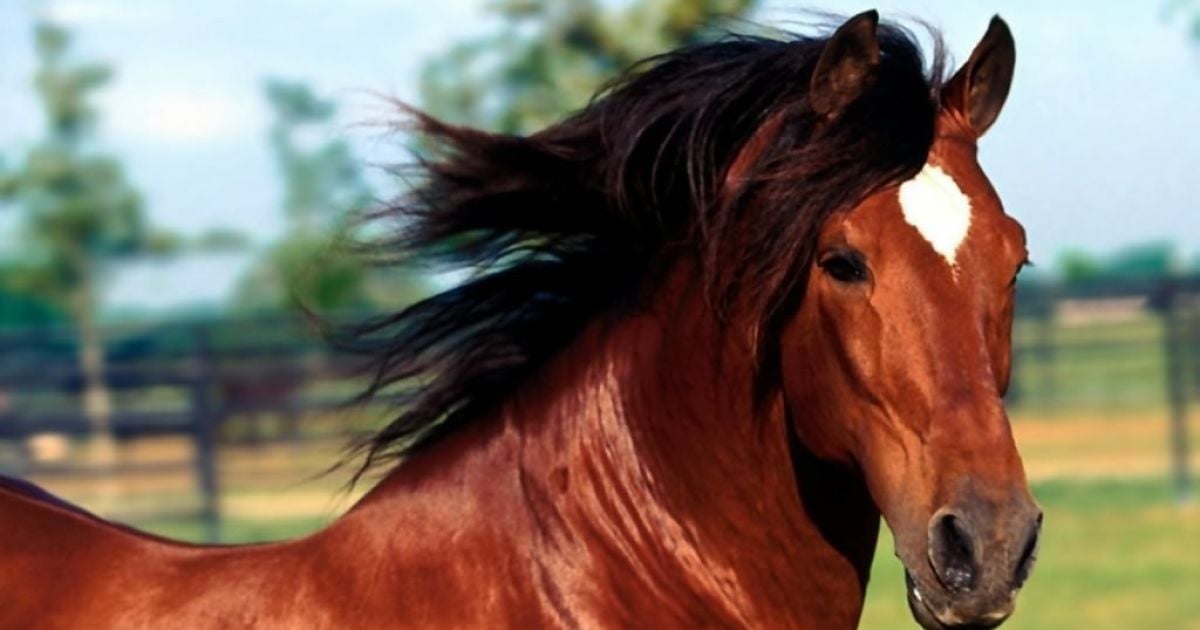 Утримання коня коштує дві тисячи доларів на місяць