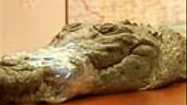 Годзілла, що гуляла сама по собі