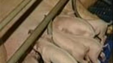 Свині світяться в темряві