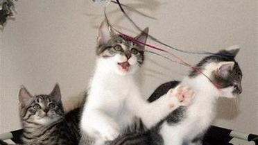Коти - ельфи