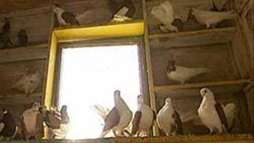 Голубів звинуватили у шпигунстві