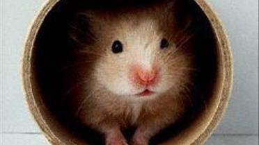 Перегони тварин