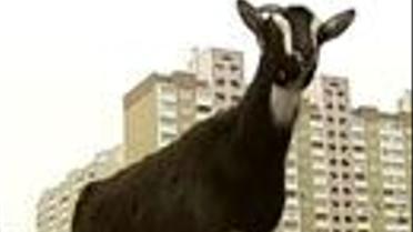 Сільська садиба на Осокорках