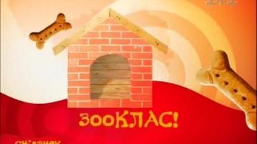 Домашні тушканчики