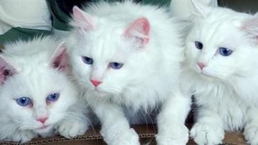 Про котят